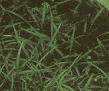 Эхинодорус нежный “карликовая амазонка”