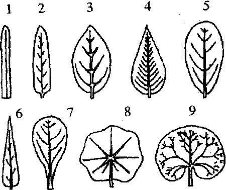 различные формы листа