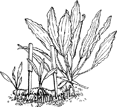 рассечение длинного корневища с несколькими дочерними растениями